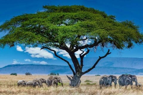 group-elephants-big-green-tree-wilderness-1-scaled (1)