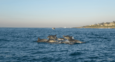 Dolphin Coast